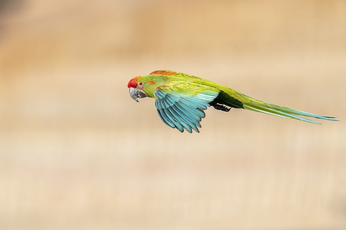 Red-fronted Macaw - ML502662961