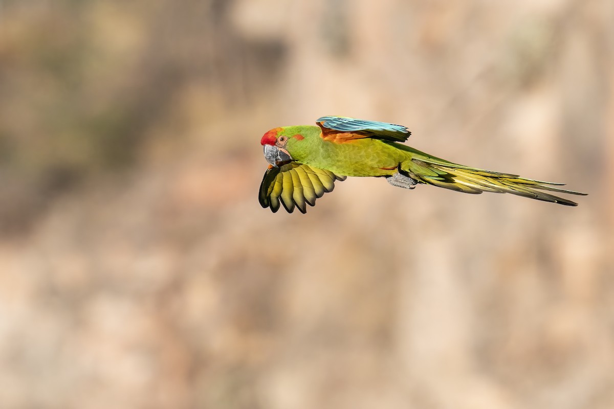 Red-fronted Macaw - ML502663001