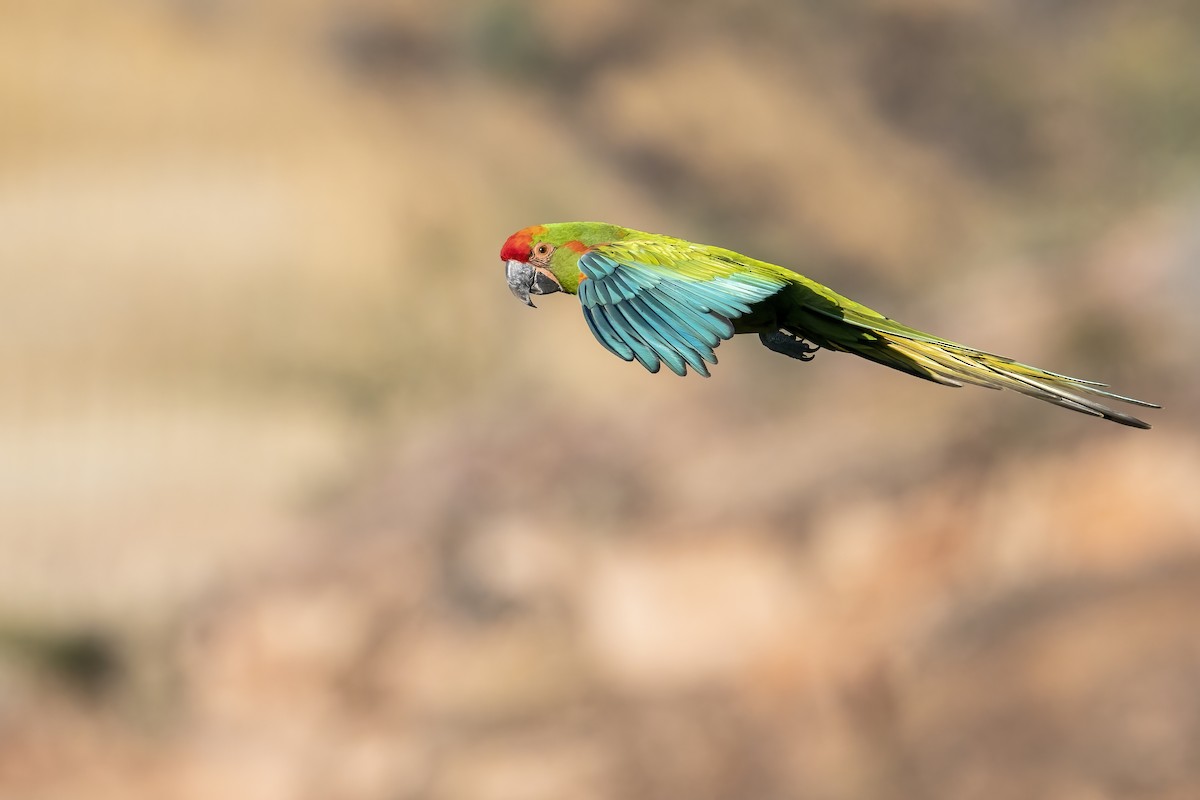 Red-fronted Macaw - ML502663011