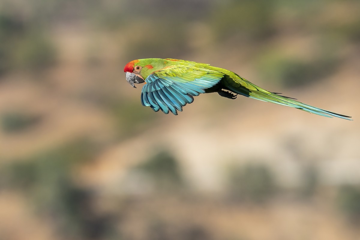 Red-fronted Macaw - ML502663021