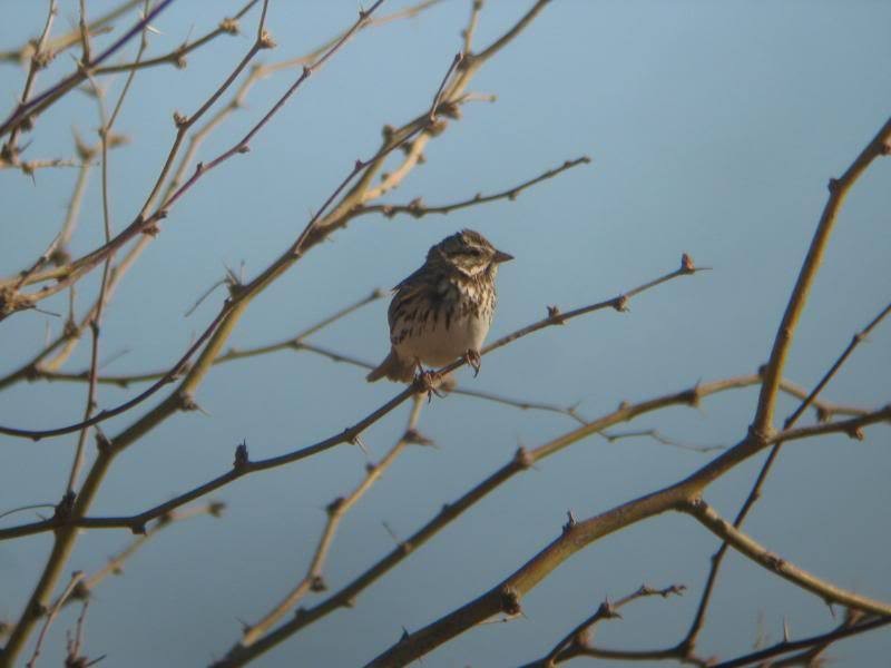 Savannah Sparrow - Bill Etter