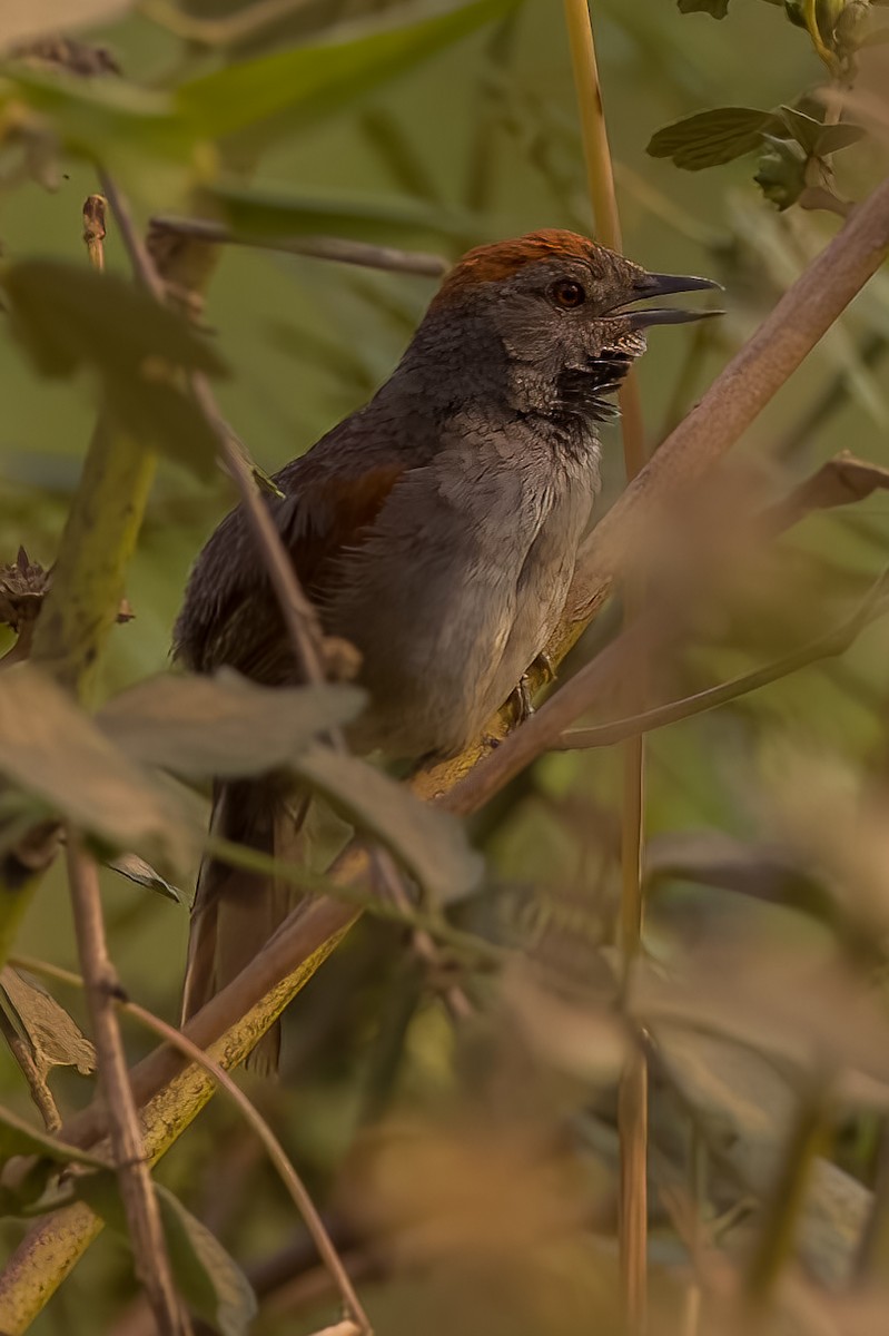Cinereous-breasted Spinetail - Lindsey Napton