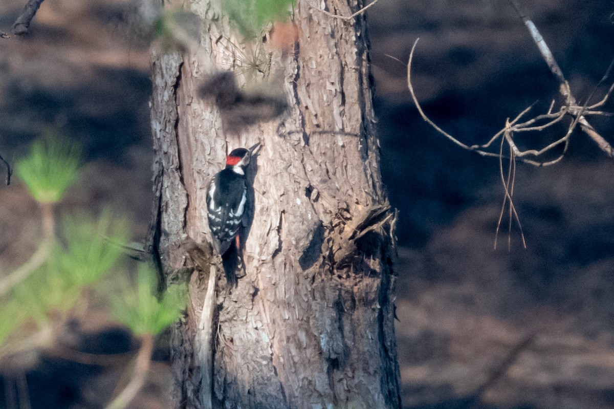 Great Spotted Woodpecker - Marcel Holyoak