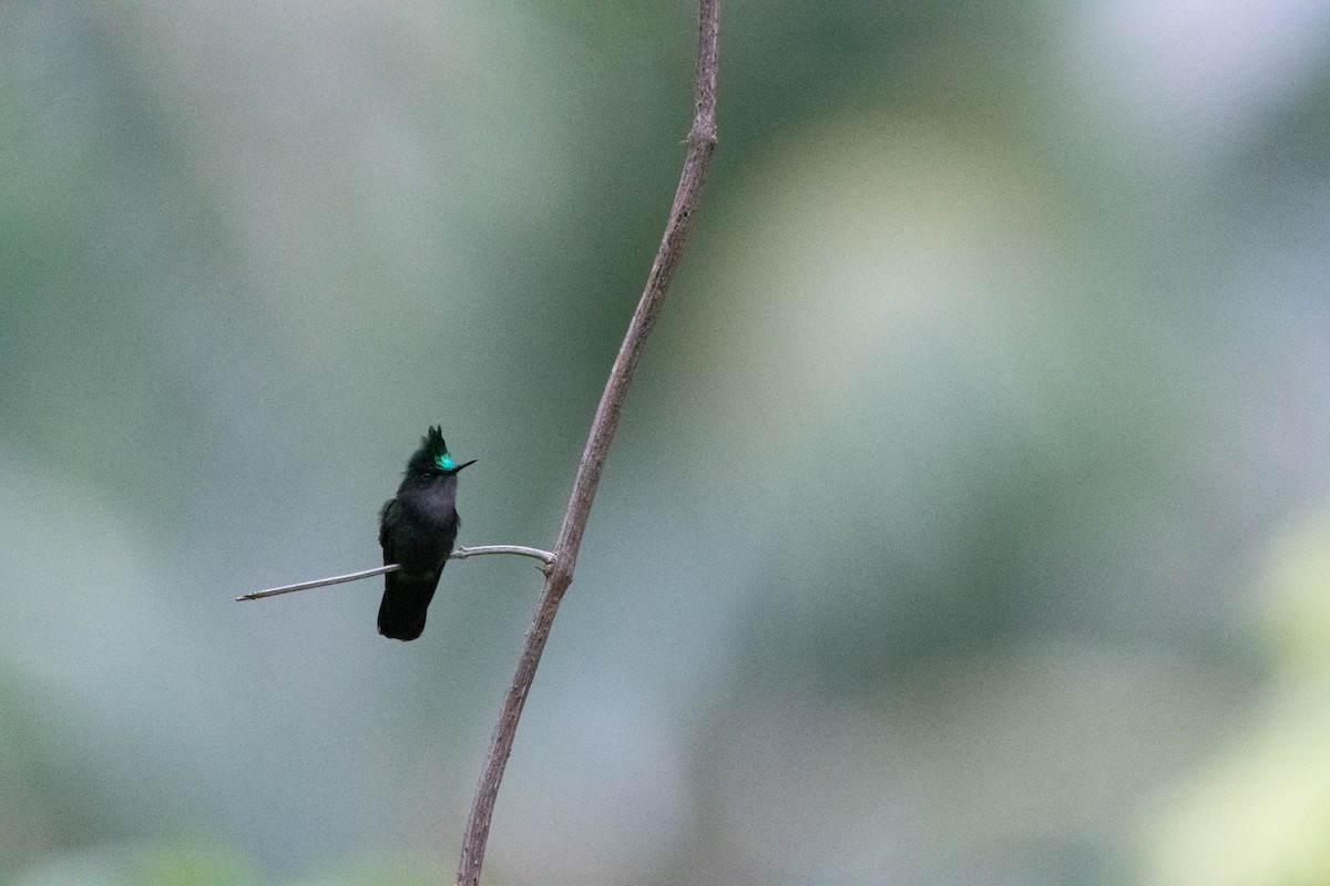 Antillean Crested Hummingbird - ML502673851