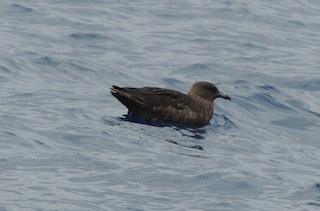 Brown Skua (Subantarctic), ML502674981