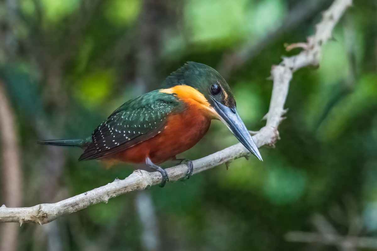 Green-and-rufous Kingfisher - ML502676641