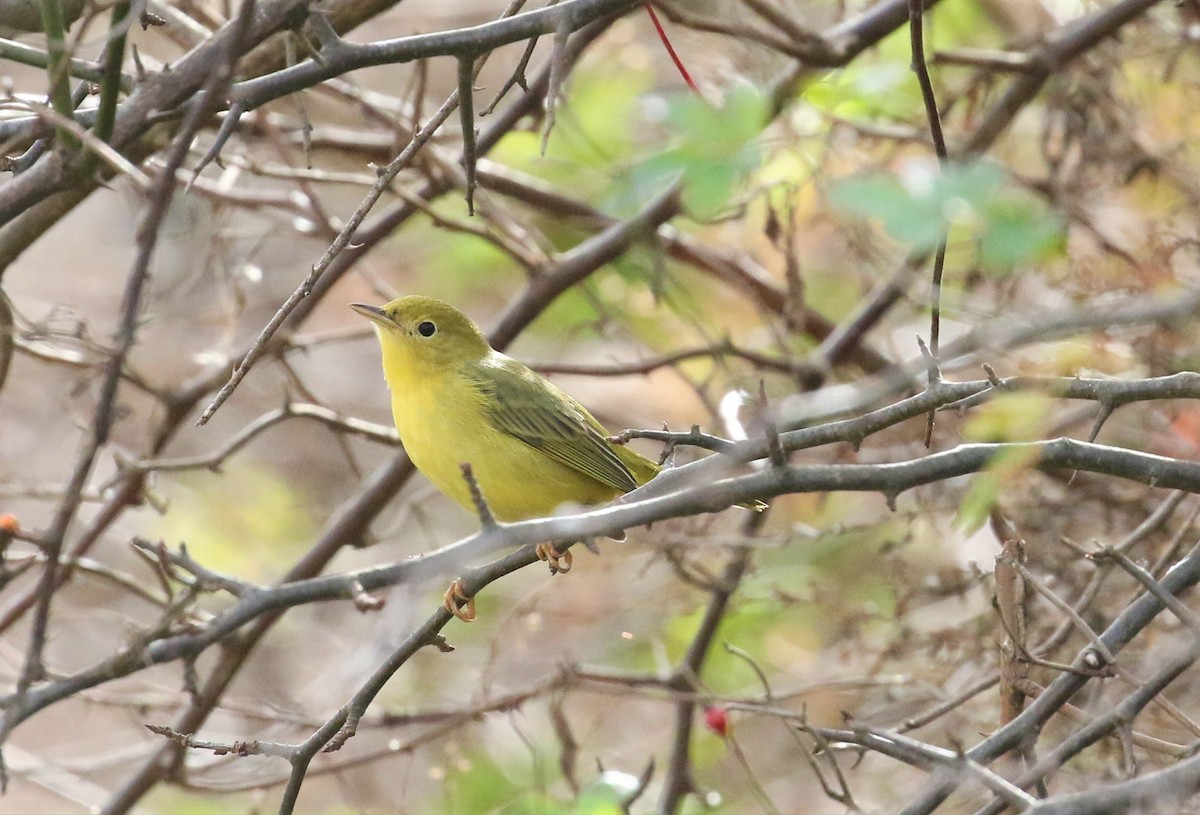eBird Checklist 11 Nov 2022 Great Bay Farm, Greenland 13 species
