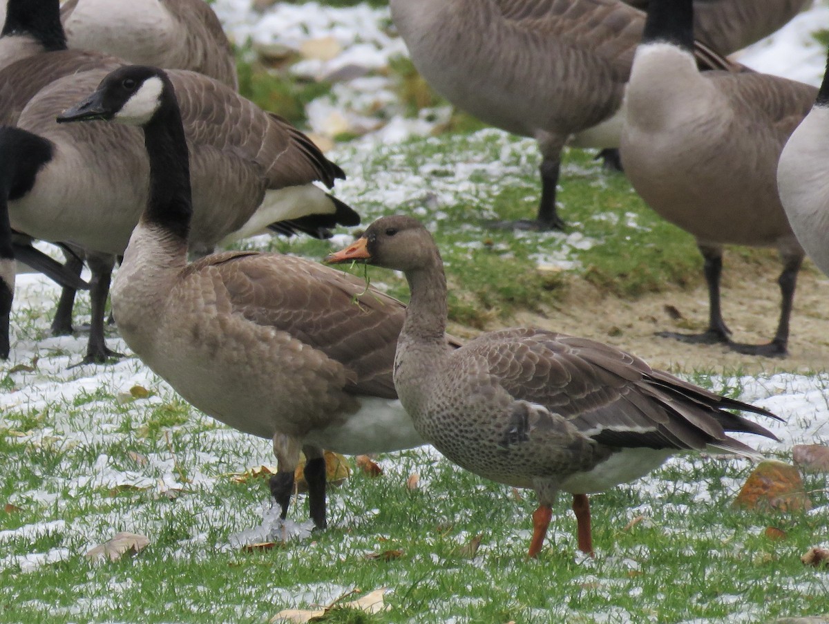 Greater White-fronted Goose - ML502679151