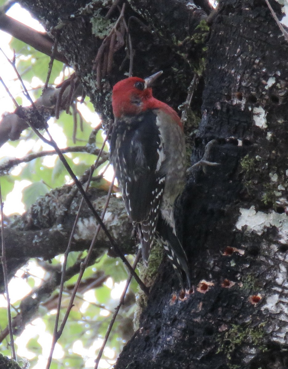 Red-breasted Sapsucker - ML502679281