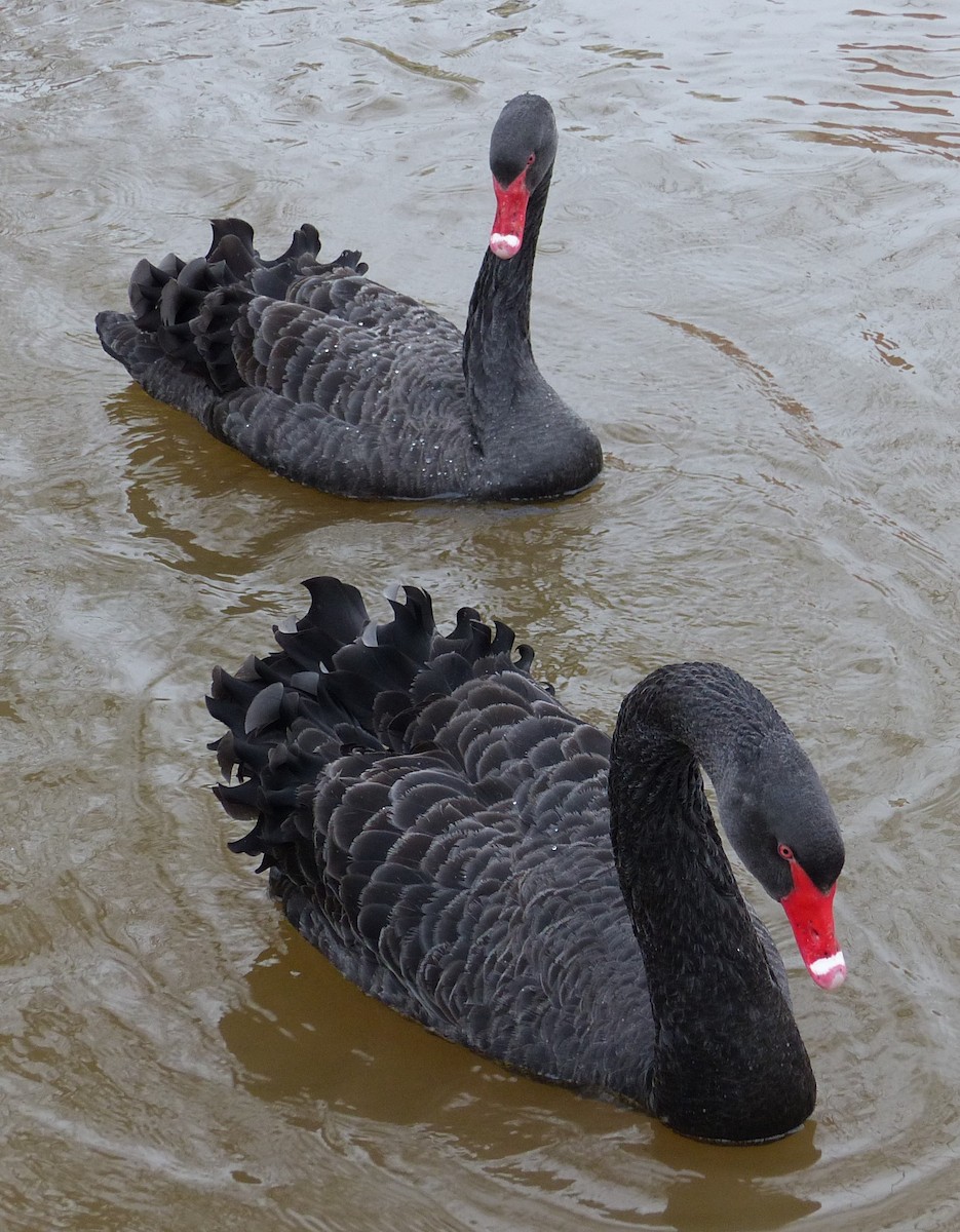 Black Swan - ML502686471