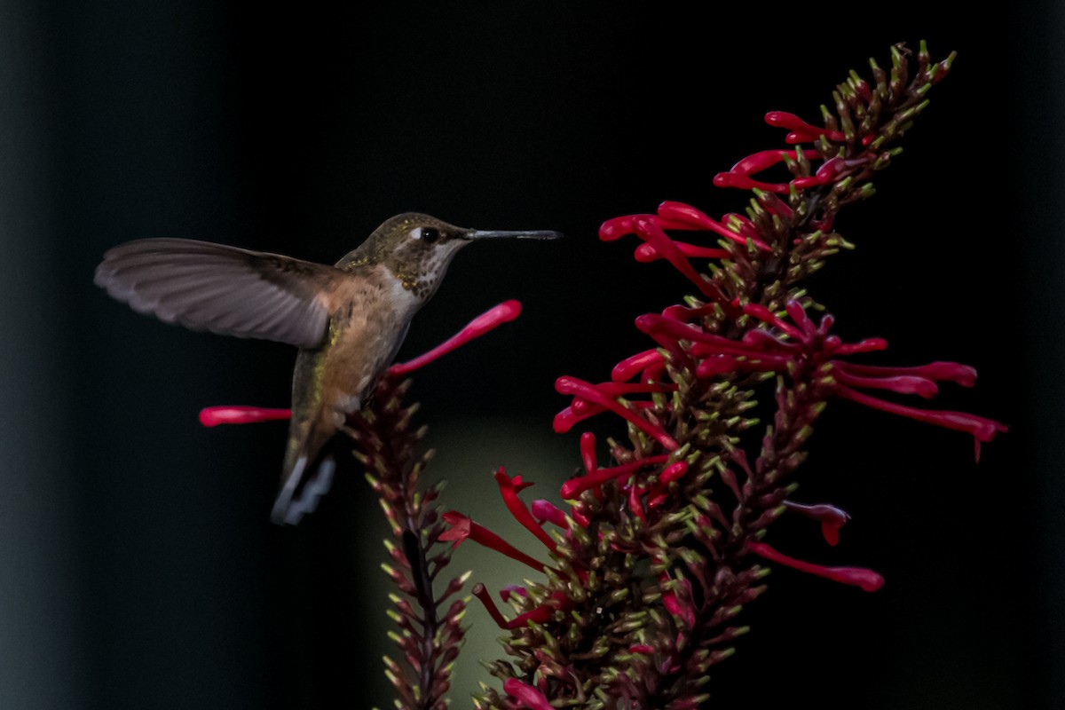 Rufous Hummingbird - ML502693941
