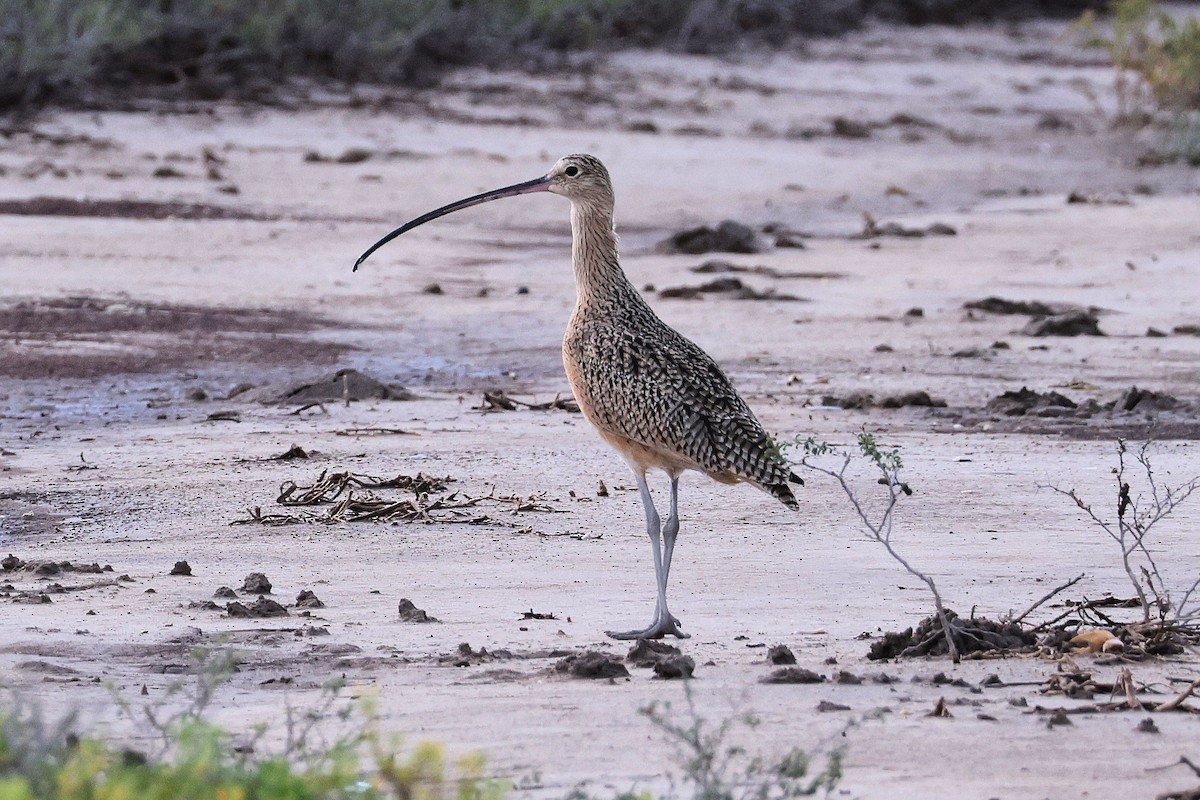 Long-billed Curlew - ML502694171