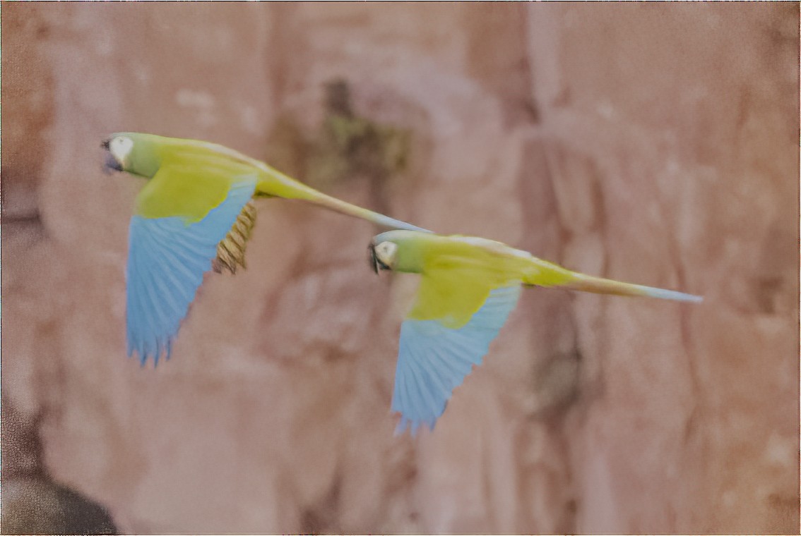 Blue-winged Macaw - ML502695151