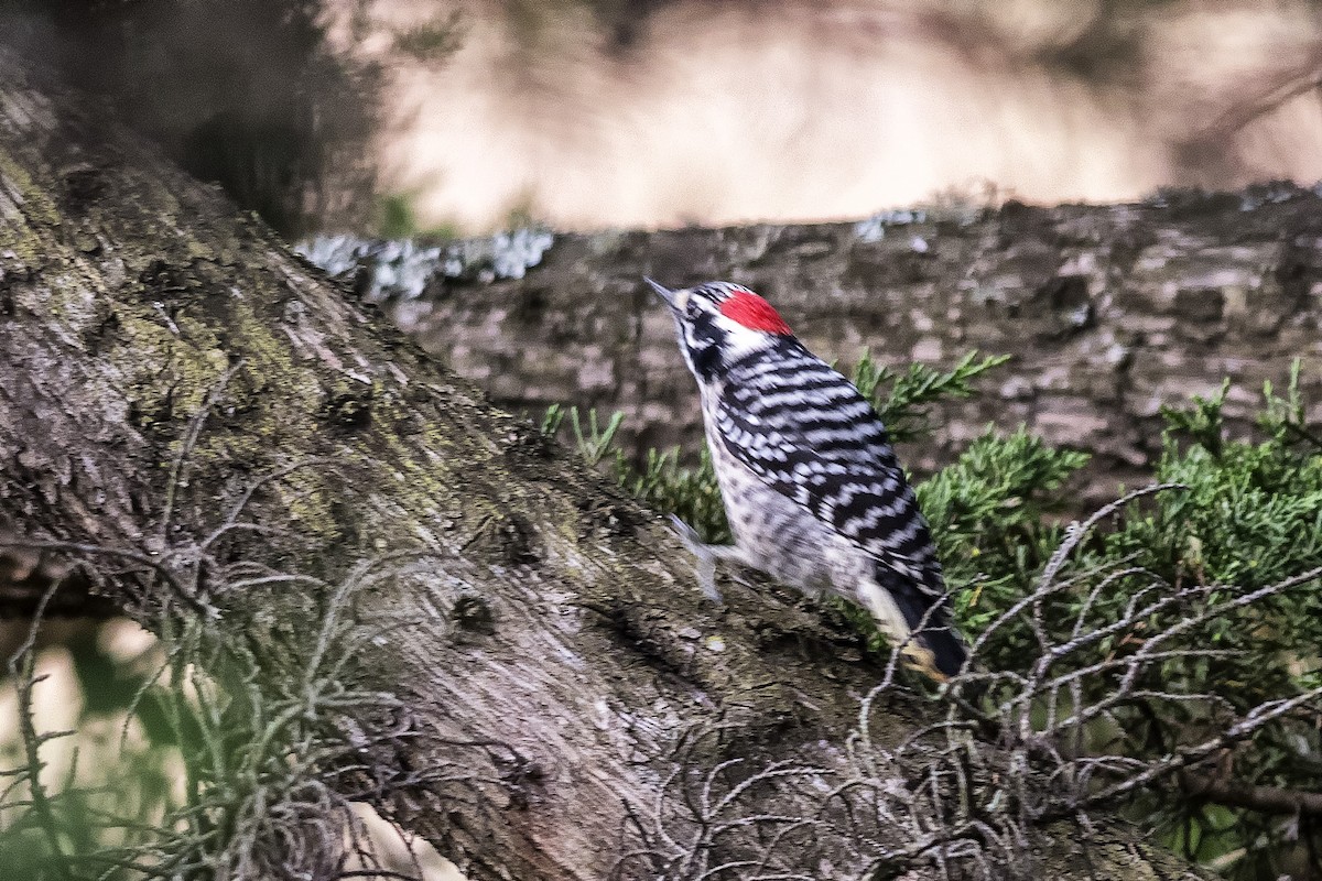 Nuttall's Woodpecker - Rodolfo Quinio