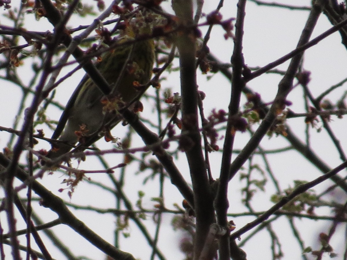 Cape May Warbler - ML50269921