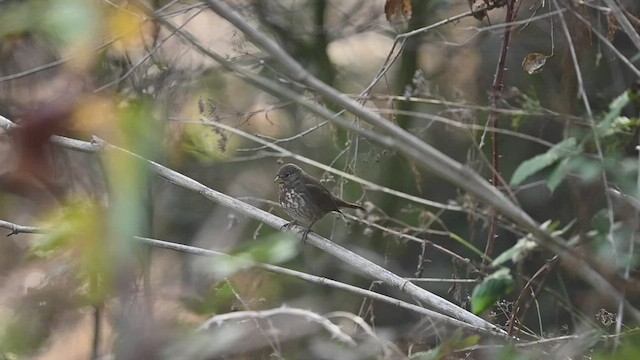 Fox Sparrow (Sooty) - ML502701281