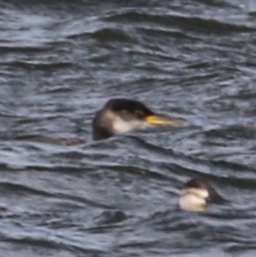Red-necked Grebe - ML502704361