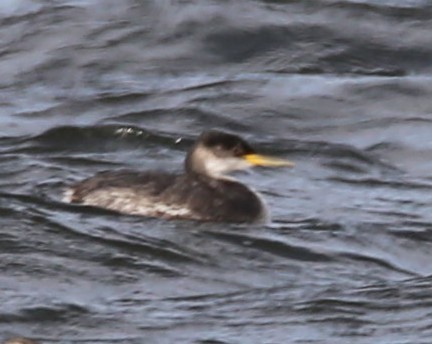 Red-necked Grebe - ML502704481