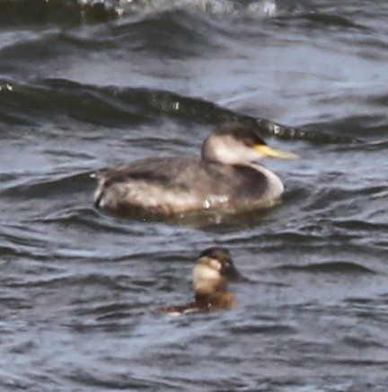 Red-necked Grebe - ML502704821