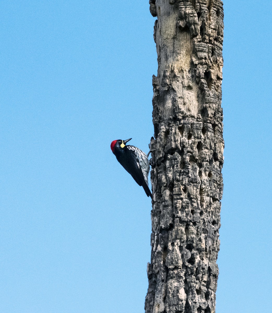 Acorn Woodpecker - ML502705491