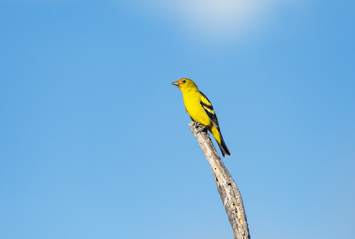 Western Tanager - ML502706251