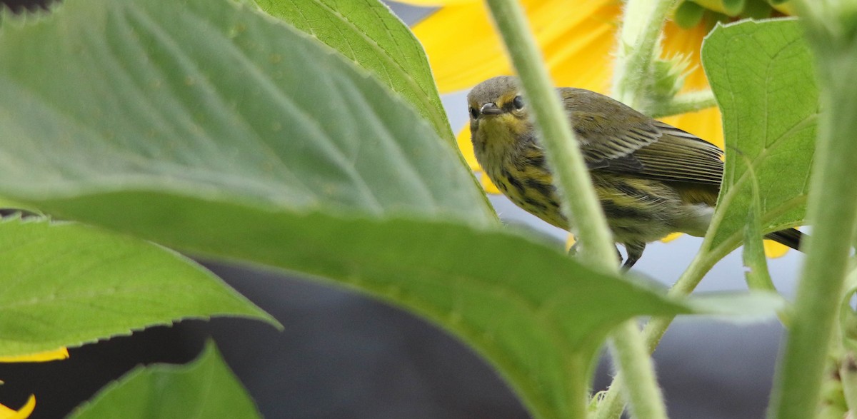 Cape May Warbler - ML502710821