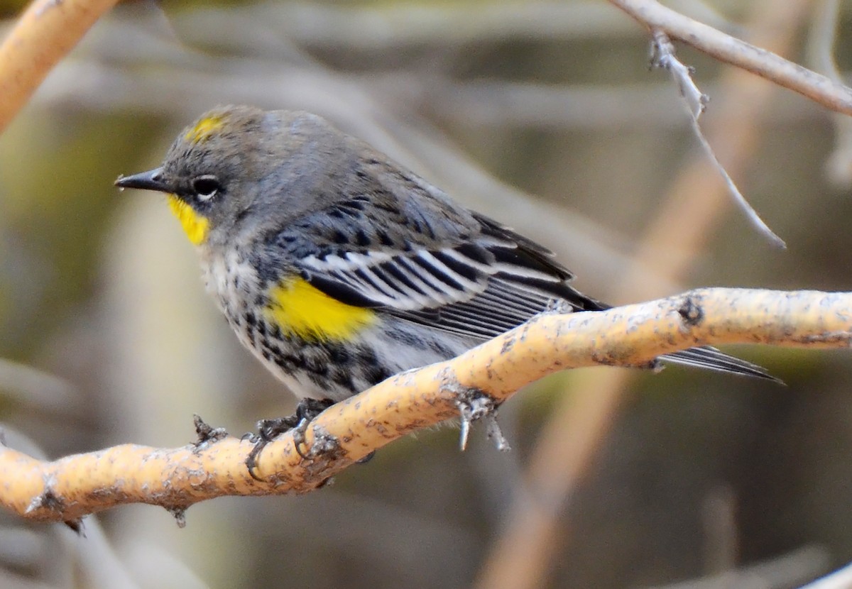 Yellow-rumped Warbler (Audubon's) - ML50271181