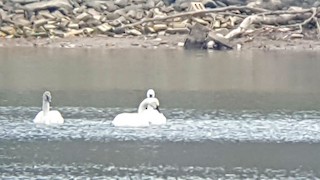 Tundra Swan, ML50271681