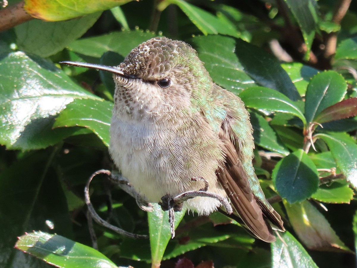 Anna's Hummingbird - ML502718591