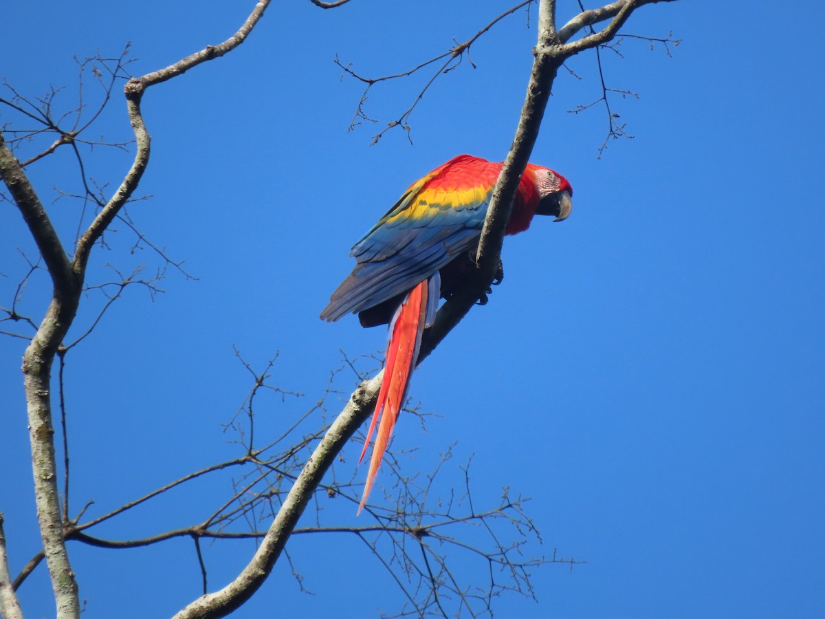 Scarlet Macaw - ML502724651