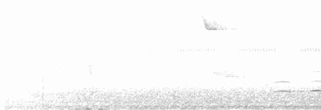 Plain-winged Antshrike - ML502726701