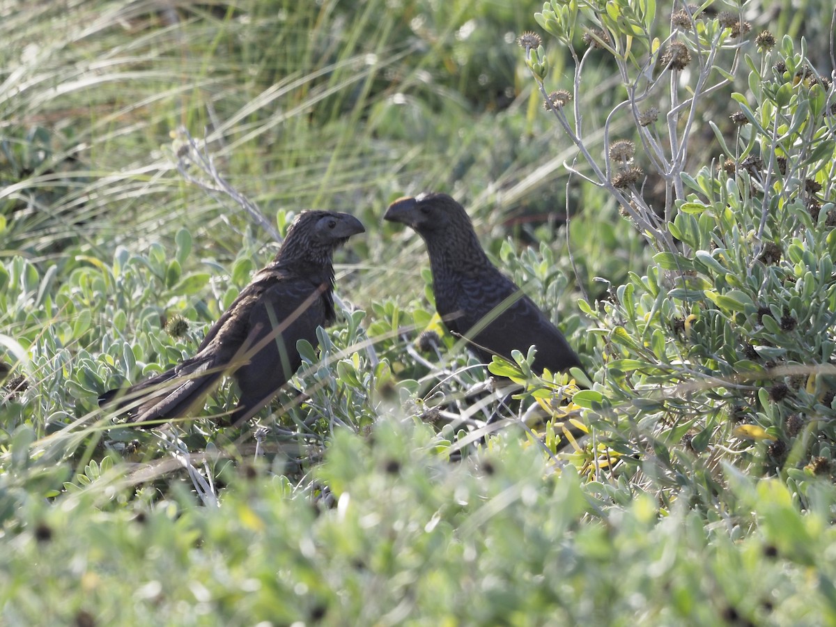 Smooth-billed Ani - Laurie Foss
