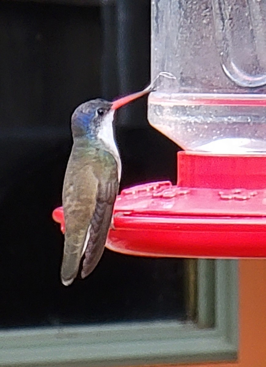 Violet-crowned Hummingbird - ML502736971