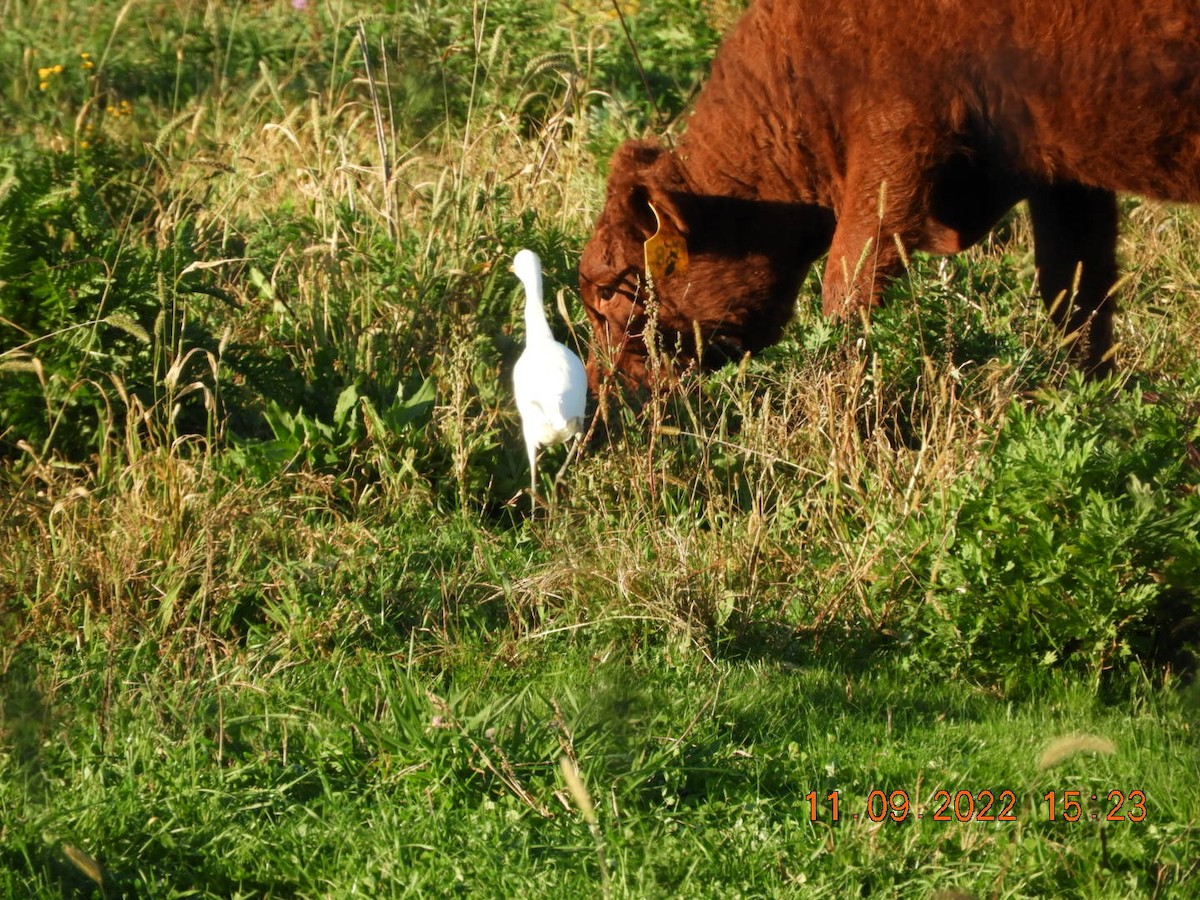 Western Cattle Egret - ML502738001