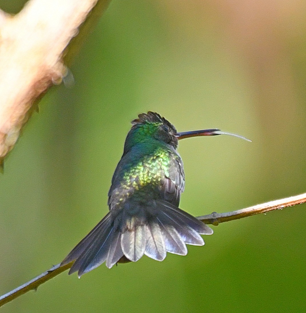 Charming Hummingbird - Daniel Murphy