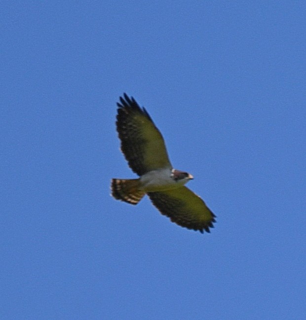 Short-tailed Hawk - ML50274921