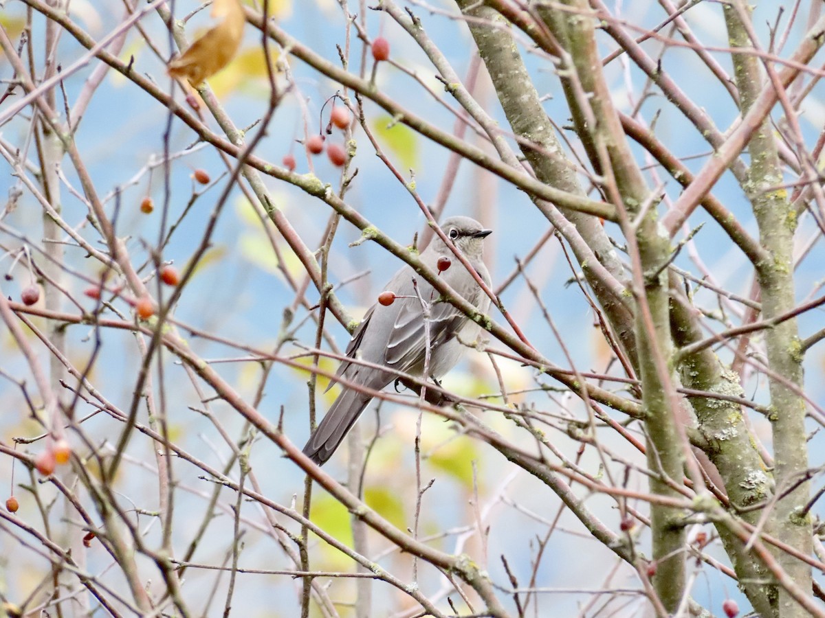 Townsend's Solitaire - ML502751111
