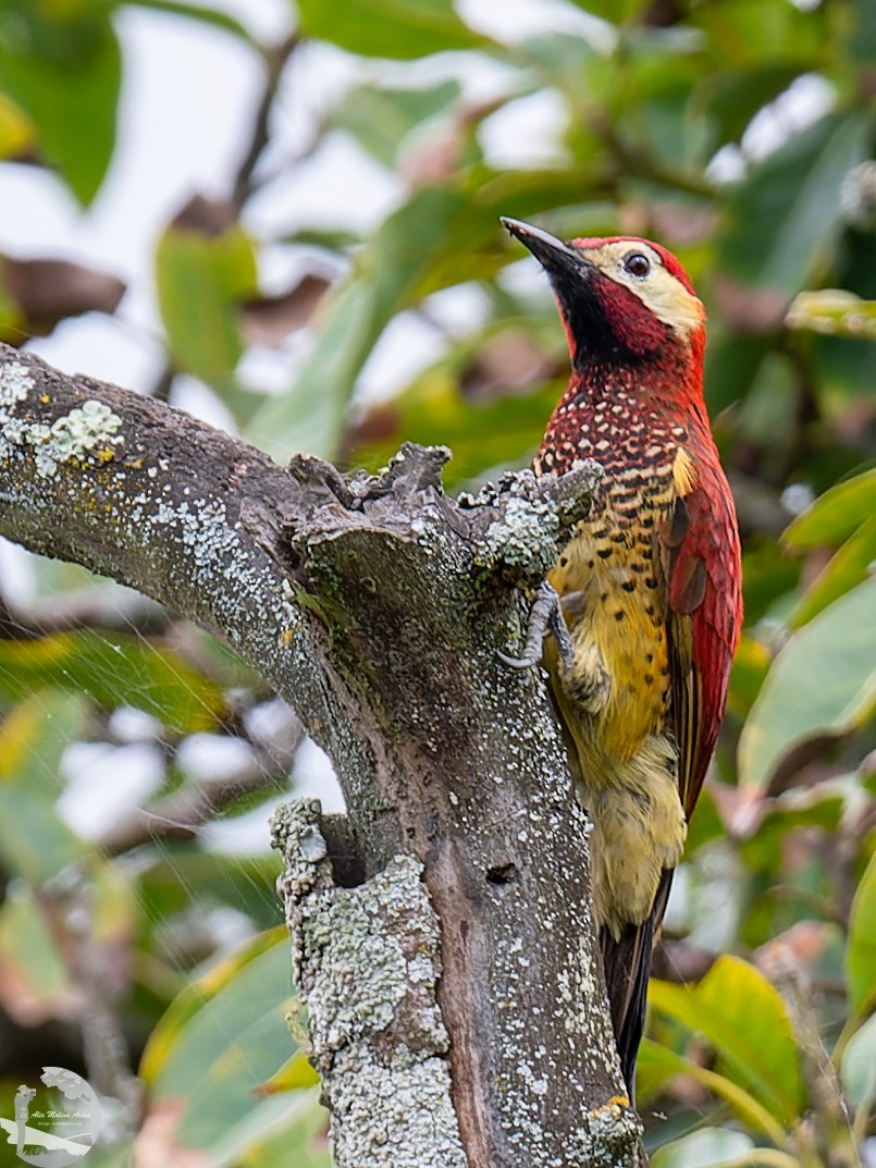 Crimson-mantled Woodpecker - ML502753091