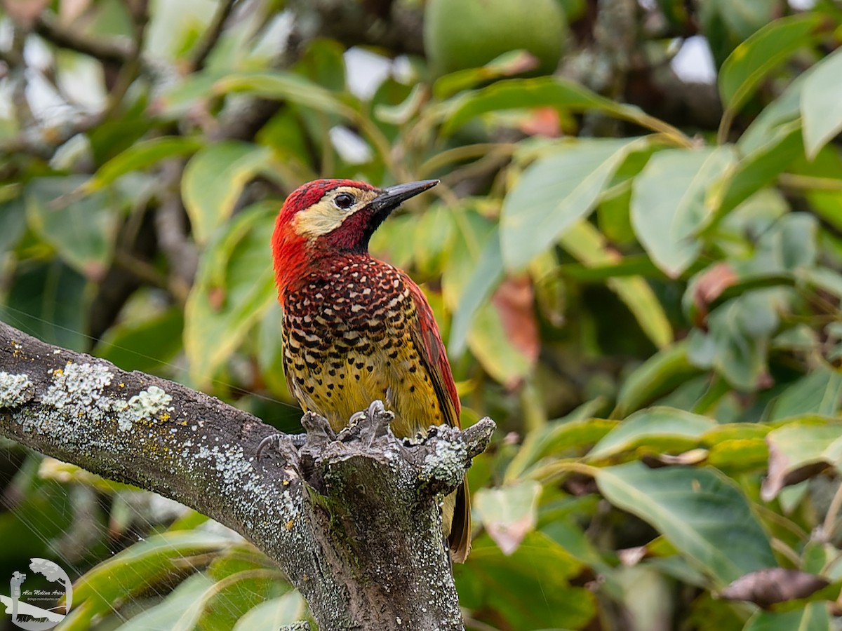 Crimson-mantled Woodpecker - ML502753101
