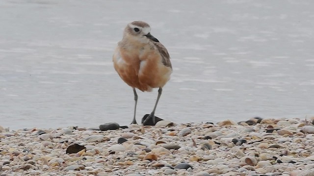 Red-breasted Dotterel - ML502762291