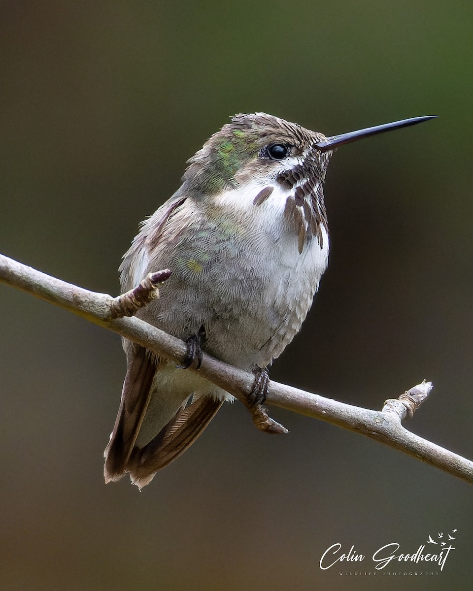 Calliope Hummingbird - Colin Goodheart