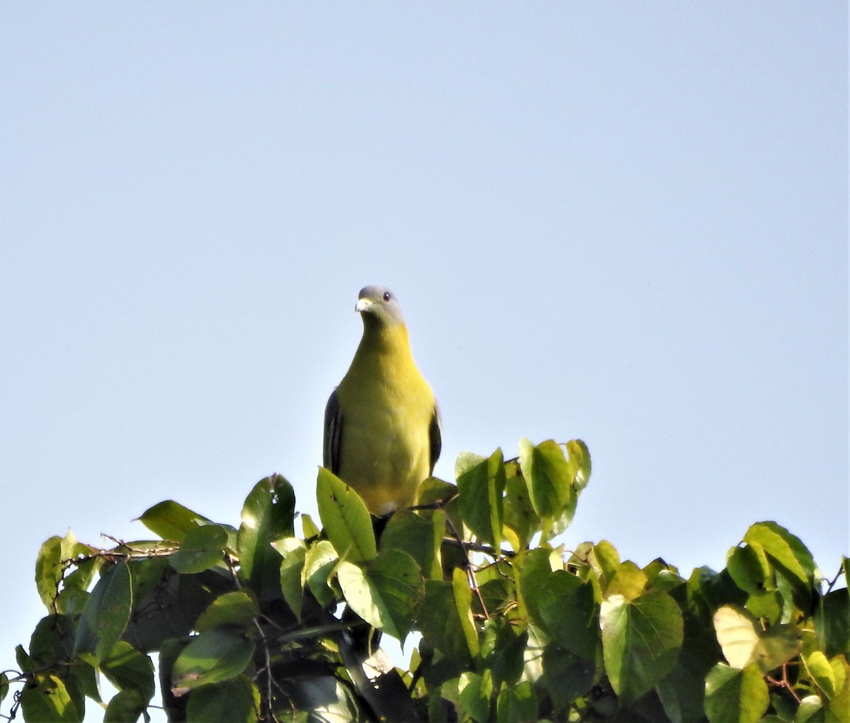 Yellow-footed Green-Pigeon - ML502767261