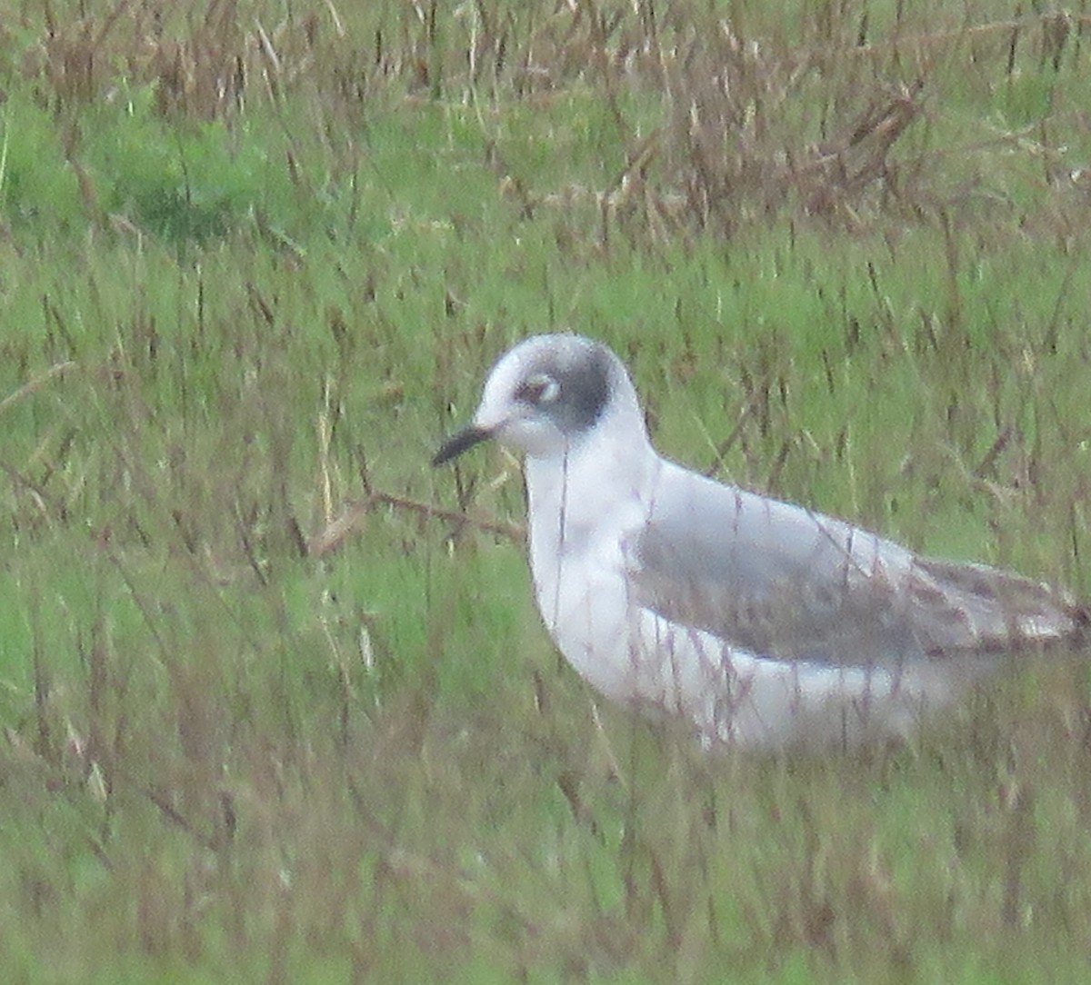 eBird Checklist 11 Nov 2022 3225832518 Seefeld Drive, Halsey
