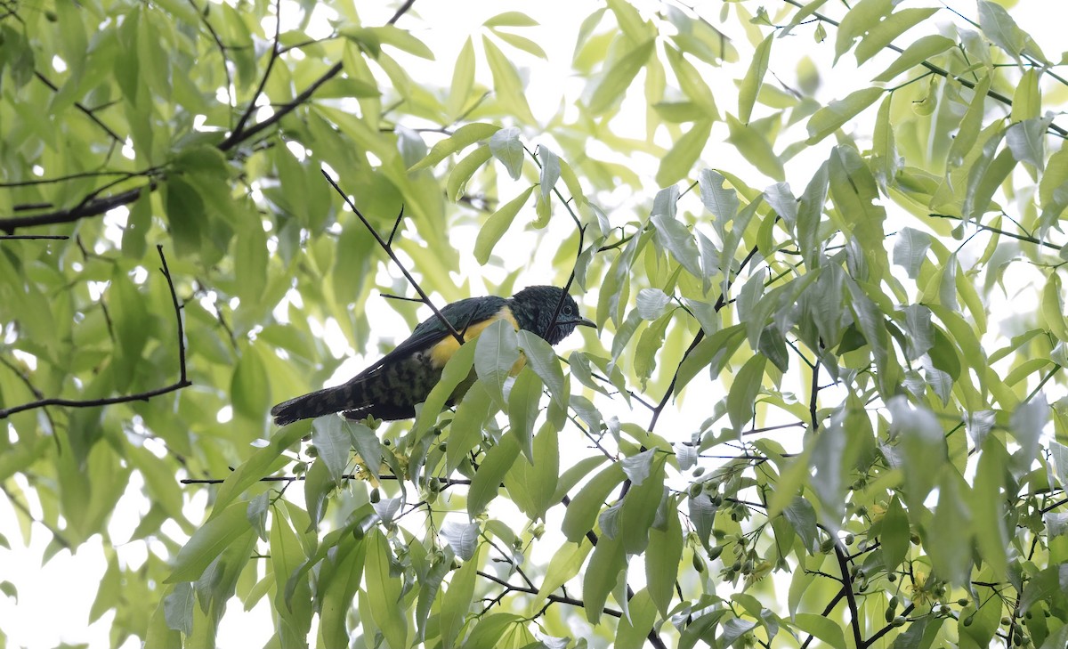 African Emerald Cuckoo (African) - ML502769121