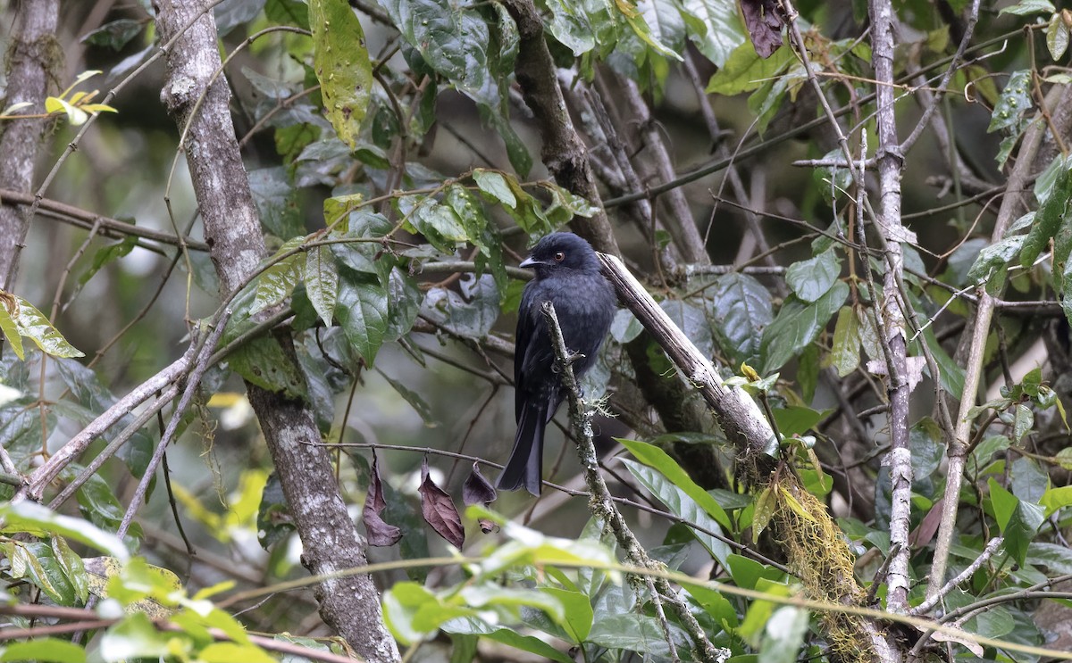 Square-tailed Drongo - ML502769621