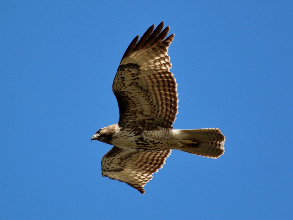 Red-tailed Hawk - ML50277951