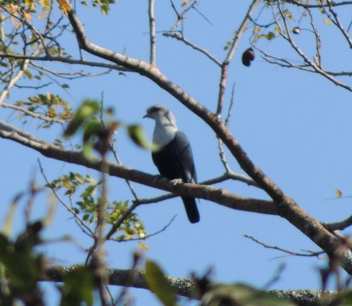 Comoro Blue-Pigeon - ML502780021