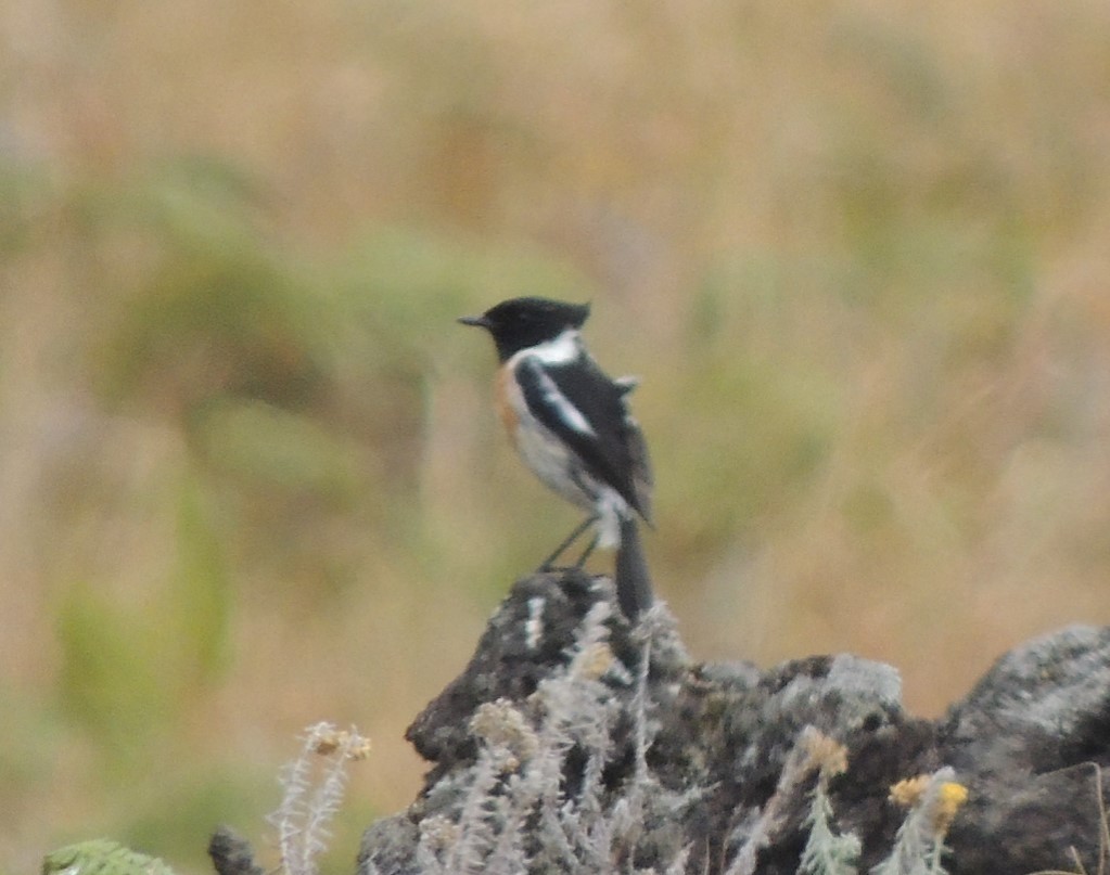 African Stonechat - ML502780271