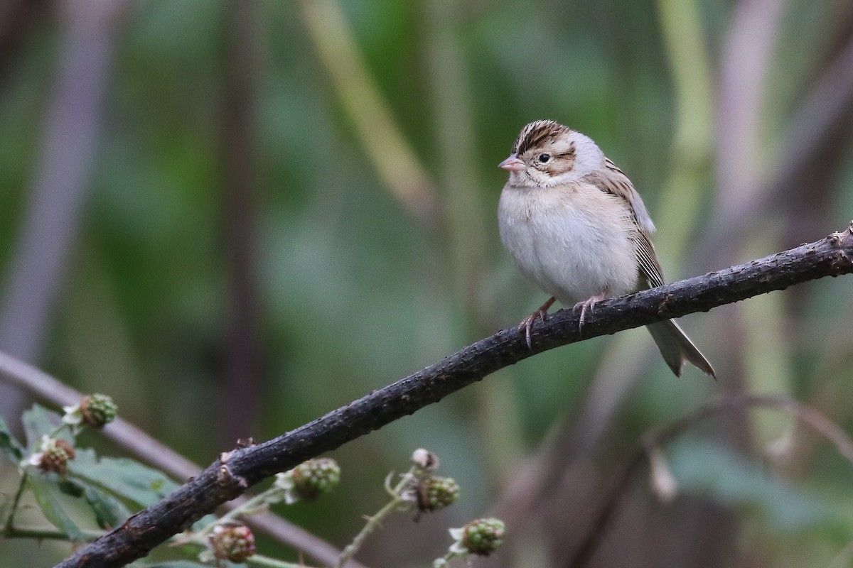Clay-colored Sparrow - ML502781041