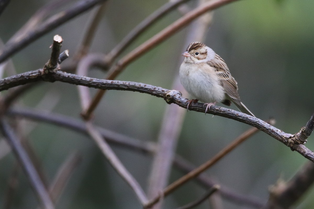 Clay-colored Sparrow - ML502781061